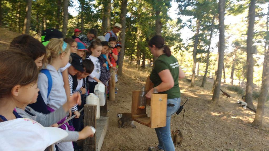 Visite du parc animalier d'Auvergne