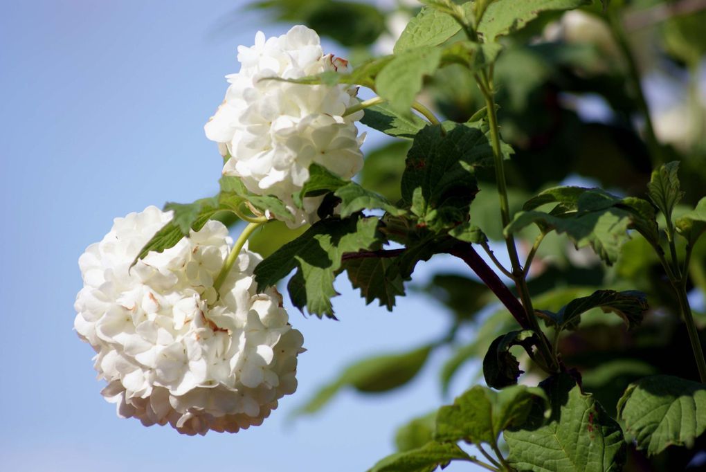 Fleurs de printemps de mon jardin ou des jardins de mes amies...