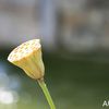 TOUJOURS A PALAVAS, AU JARDIN ST PIERRE