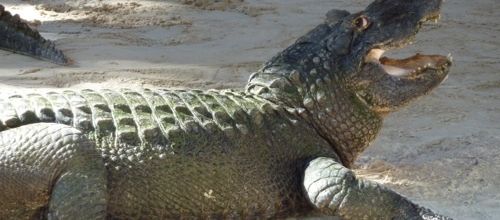 Le parc national des Everglades, Floride, Novembre 2009