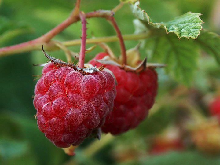 Album - Alimentation