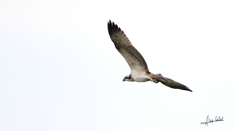 Balbuzard pécheur à Ondres et au marais d'Orx