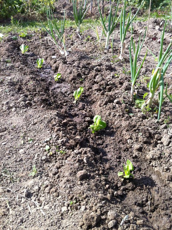 Mon jardin potager