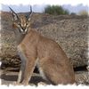 Caracal