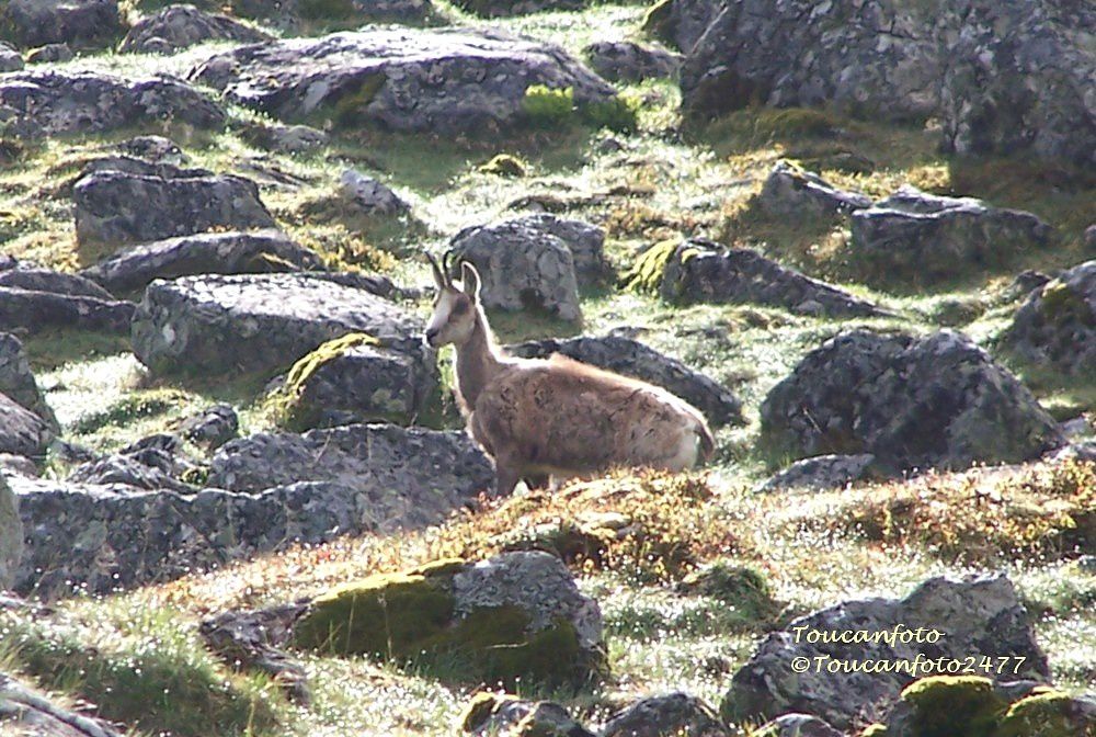 Mon album Pyrénées remis à neuf... un nouvel intitulé et de nouvelles photos...