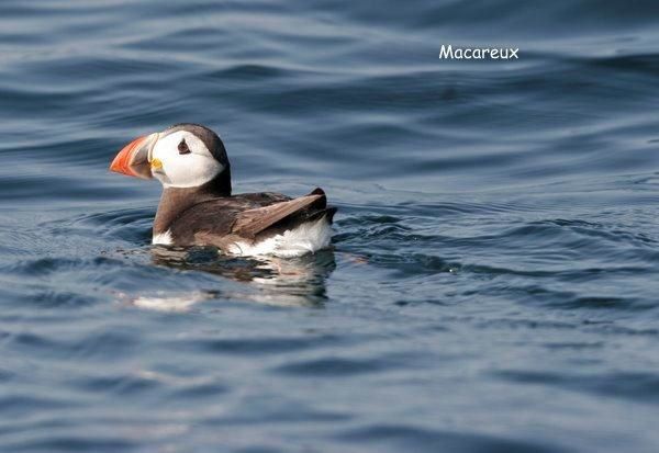 Album - Oiseaux aux Sept Iles