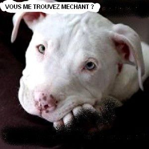 Chiens dangereux, mythe ou réalité ?