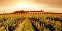 #Sangiovese Producers Auckland Region Vineyards New Zealand #