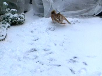 La vie de mon shiba inu Yoshi