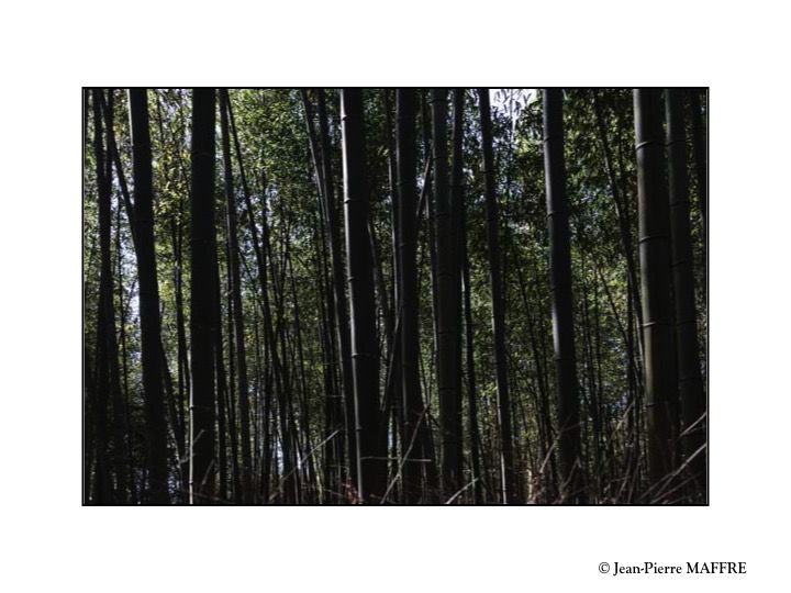 La bambouseraie d'Arashiyama est le nom usuel donné à la forêt de bambous géants de Sagano, située près du pont Togetsukyo au nord-ouest de Kyoto.