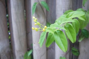 La fleur du mercredi : la Tristellateia australasiae