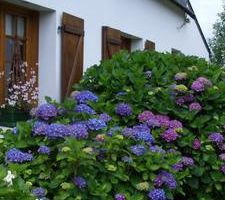 Hortensias....bleurose....