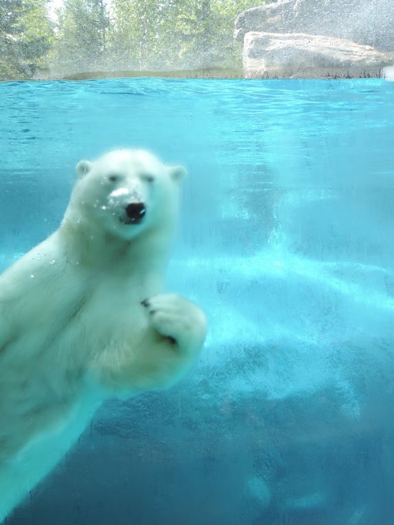 Et... l'ours polaire ! :-) (faire défiler les photos)