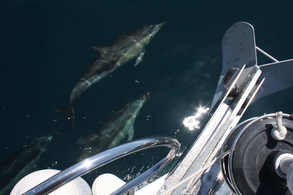 Album - des-dauphins-aux-sables