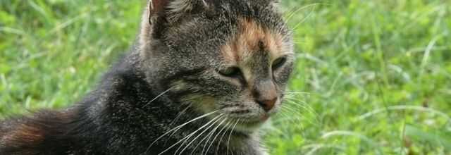 LE CHAT IROQUOIS 