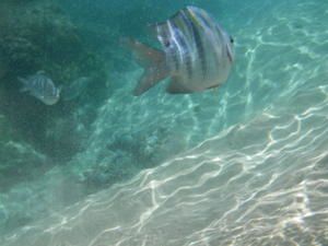 Album - fernando de noronha