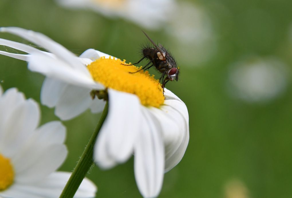 Insectes butineurs.