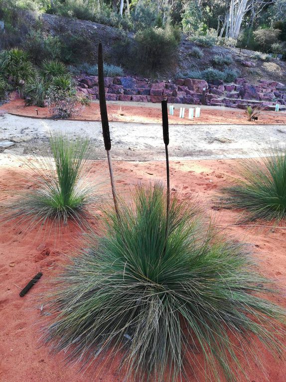 Le jardin botanique Australien