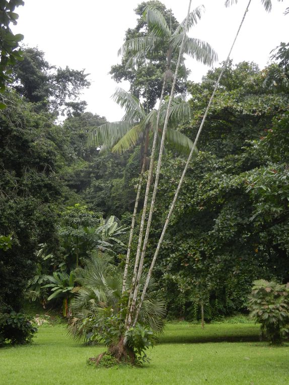 Limbé et ses plages, son parc botanique, son centre de la faune, son activité. Buea base pour le Mont Cameroun et le pont M'Fundi base pour le Nigeria