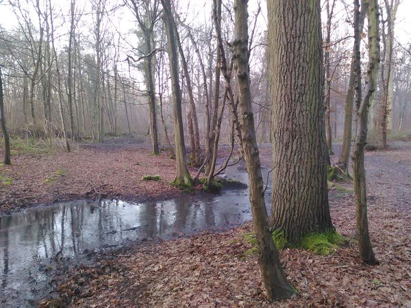 Un matin en forêt...