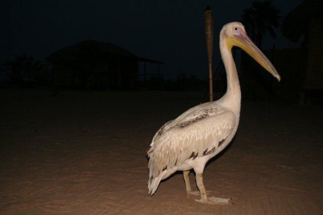 Album - Sine-Saloum-Senegal