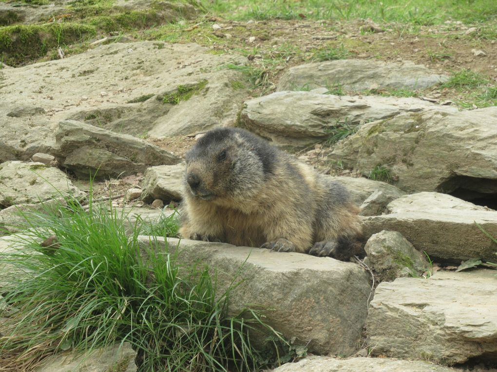 Mercredi 6 avril 2022 : pique nique et visite du Parc Animalier des Pyrénées