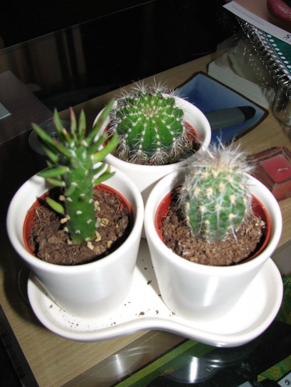 Cactus, succulentes, ...