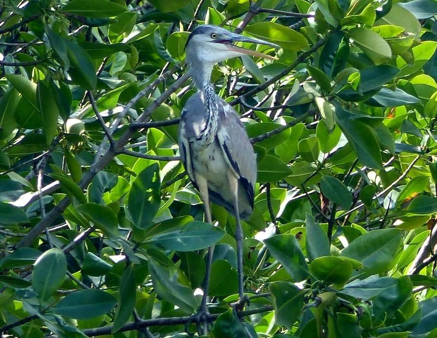 Des oiseaux dans les arbres...