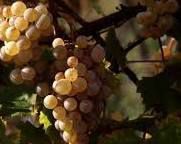#Semillon Producers Port Phillip Bay Vineyards  Australia