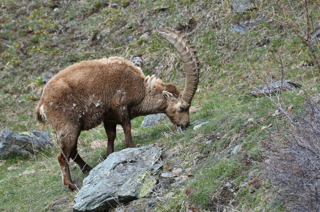 Bouquetin des Alpes (Capra ibex).