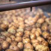 Hausse spectaculaire du prix des pommes de terre : "Ça va devenir un produit de luxe"
