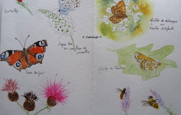 Carnet de croquis