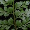 Asplenium cuneatum