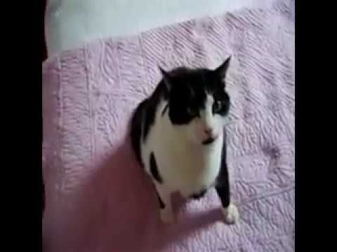 Betise Drole Chat Chiens Animaux Rare Etrange Le Site De Bien Vu Fr Accueil