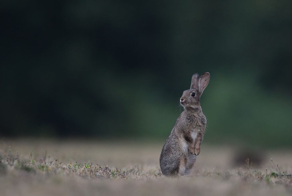 Lapins de garenne et merle noir.