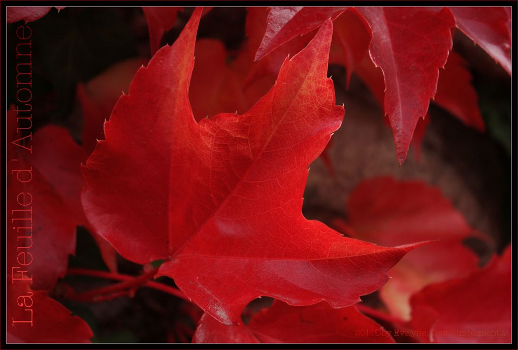 Comme l'indique le nom de l'album : photos de fleurs,insectes, gouttes d'eau ou autres en macro ou proxi..