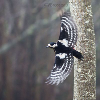 Le pic-épeiche prend ses habitudes au jardin ...