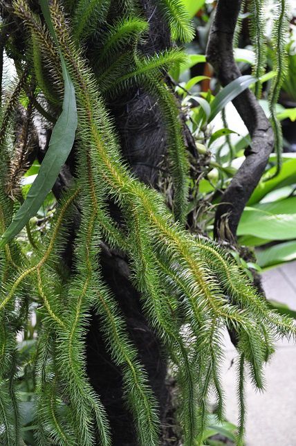 Album - 006-Botanic-Garden-Singapore