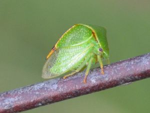 Stictocephala bisonia