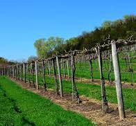 #Müller Thurgau Producers Wisconsin Vineyards