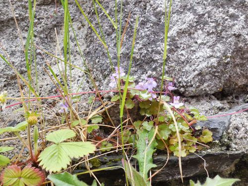 Cauterets au mois de mai.... paysages et fleurs sauvages !