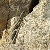 Lézards sur la plage de St Tugen le 17 septembre 2010