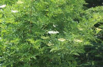 Petites recettes de l'arbre aux fées