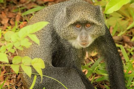 Singe Bleu de Jozani Forest