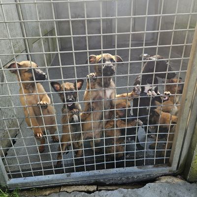 Chiots x berger
