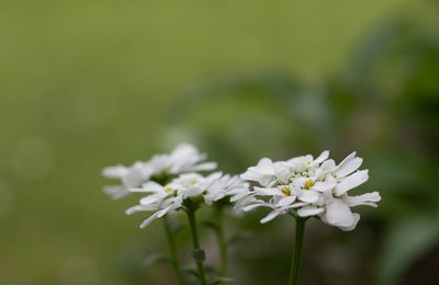 Iberis Sempervirens