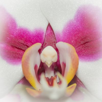 fleur d'Orchidée