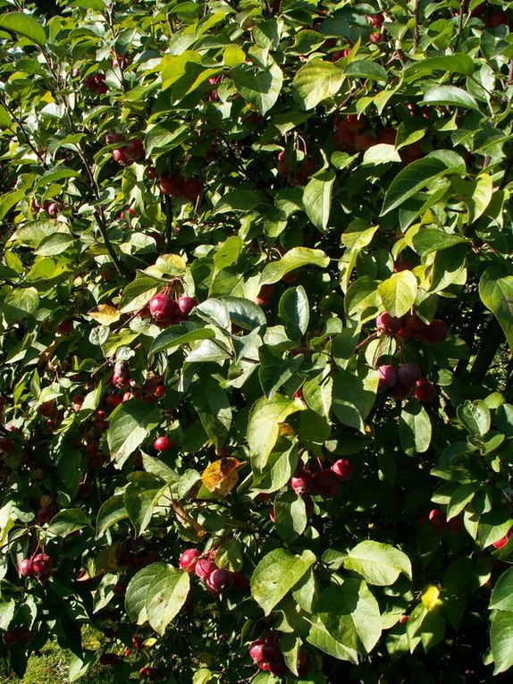 quelques petites scènes surprises au jardin avec l'APN cet automne.