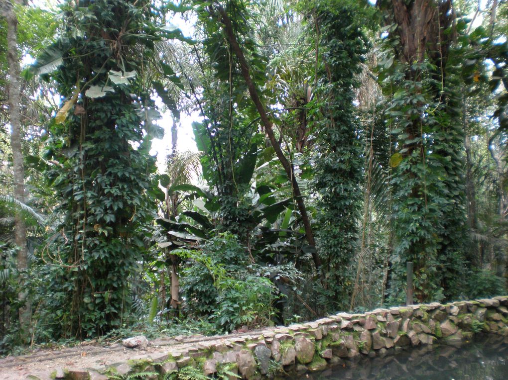 Chic et populaire à la fois, cette "Paris des Tropiques", au coeur de l'Amazonie, enchante par ses vestiges de la Belle Epoque cachés derrière une effervescence colorée et métissée. Beauté des traits indiens dans la cohue du quotidien, traces 