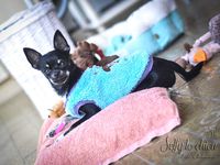 Selfy le chien. Dressing chihuahua. Dentelle Chocolat